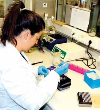Los ensayos incluyen: (1) el recuento de rizobios viables por gramo o mililitro de inoculante; (2) la comprobación de la ausencia de microorganismos contaminantes y (3) la identificación genética de