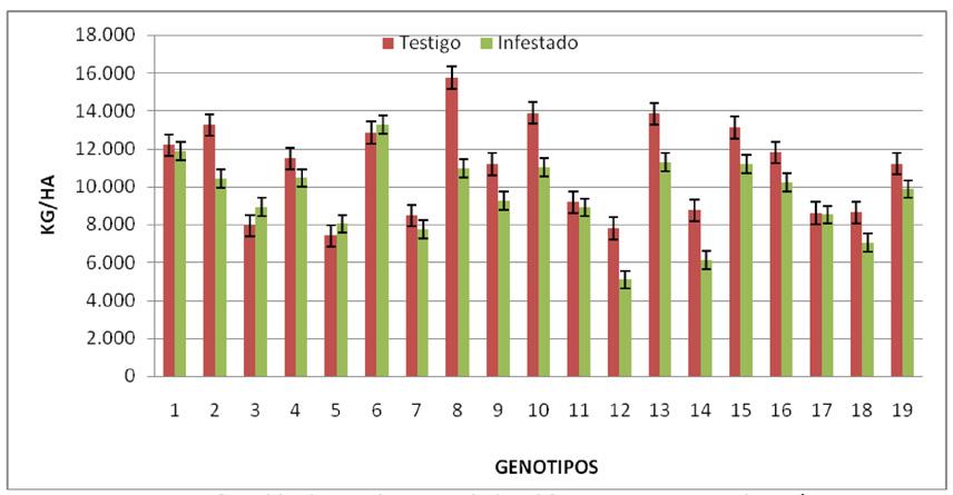 Figura 3. Rendimiento de los diferentes genotipos de maíz.