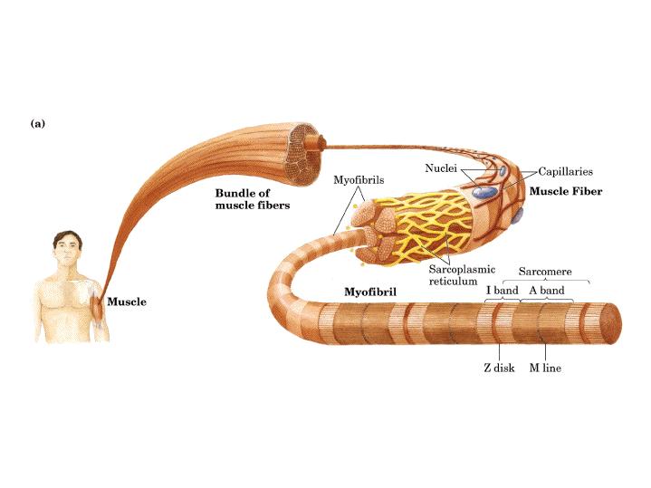 Estructura del múscul estriat La fibra o cèl lula muscular estriada pot tenir una longitud fins a 4 cm i un diàmetre de 40