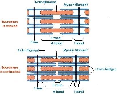 Estructura del múscul estriat SARCÒMER disc o banda Z disc o banda I (actina) disc o banda A (actina i