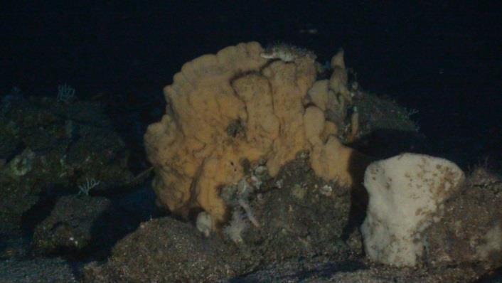 armata y Placogorgia coronata pueden colonizar tanto roca limpia como otras con sedimentación leve a moderada. La más plástica y con un rago batimétrico mayor es A.