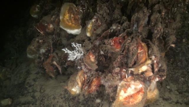Roca batial con fondos mixtos de corales blancos, grandes esponjas hexactinélidas (Asconema) y corales negros (Leiopathes glaberrima, Antipathes dichotoma) En algunos lugares los lechos con