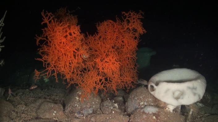 setubalense), gorgonias (Acanthogorgia hirsuta) y algunos corales negros (Parantipathes larix), pero sin formar comunidades densas, y donde la sedimentación sigue siendo elevada.