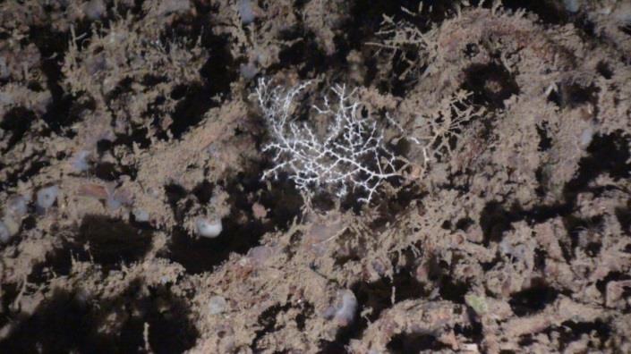 Coral muerto compacto (coral framework) La tanatocenosis de los restos de corales es habitual en los fondos batiales en muchas zonas del área de estudio.