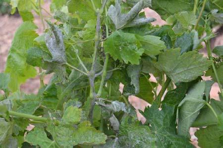 VID OIDIO (Erysiphe necator) MILDIU (Plasmopara viticola) Este hongo puede causar importantes pérdidas de cosecha en años con condiciones climáticas favorables.