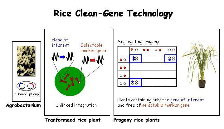 8. Algunas aplicaciones de las nuevas biotecnologías en agricultura Cisgénesis Consiste en la transferencia artificial de un gen natural del mismo cultivo o de especies relacionadas sexualmente