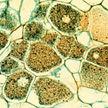 simbiontes, con una dispersión por células vegetativas o esporas, de pared rígida glucídica quitinosa