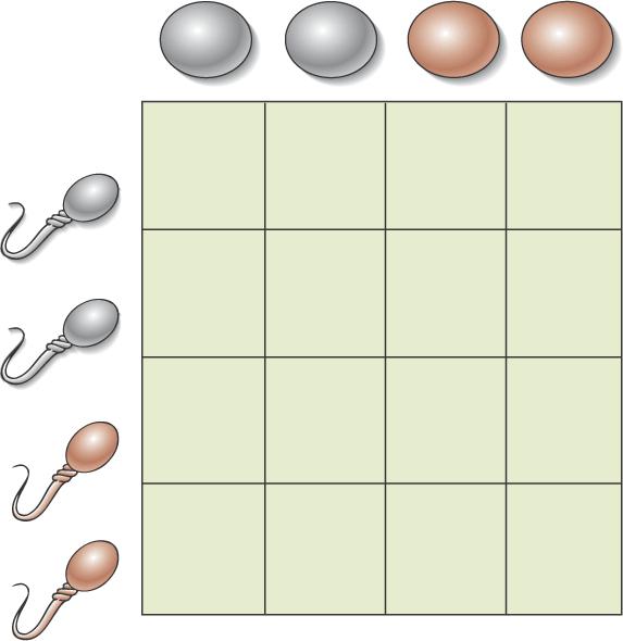 Gametes formed by segregation and independent assortment of alleles (cont d) Gametes from F 1 male 1 4 1 4 BS Bs 1 4 Gametes from F 1 female 1 1 1 BS 4 Bs 4 bs 4 bs BBSS BBSs BbSS BbSs Black, short
