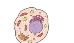 Las células PLAN DE MEJORA. Ficha 1 Las células son las unidades más pequeñas que forman los seres vivos y que realizan las tres funciones vitales: nutrición, relación y reproducción.