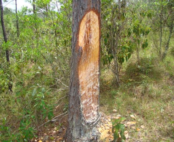 Es oportuno mencionar que algunos árboles han sido resinados sin la utilización de una técnica adecuada, ya que los cortes no son uniformes, se observa exceso de resina al pie de los árboles, altura