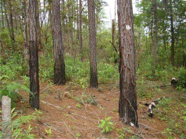 Los tocones de los árboles aprovechados también tienen la altura recomendada (no más de 30 cm).