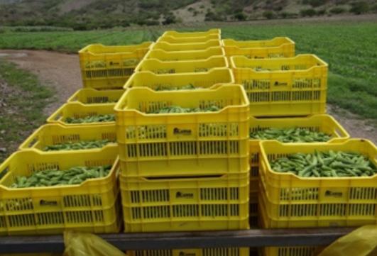 A. Certificación de Exportaciones de Frutas y Vegetales Hortícolas (PROCEFVE) Se ha implementado el Programa Fitosanitario en las Plantas Empacadoras y se mantiene las inspecciones en las plantas.