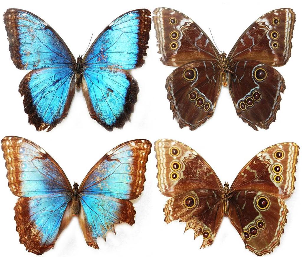 Contribución a la distribución de las mariposas del género Morpho fabricius, 1807 (Lepidoptera: Nymphalidae.