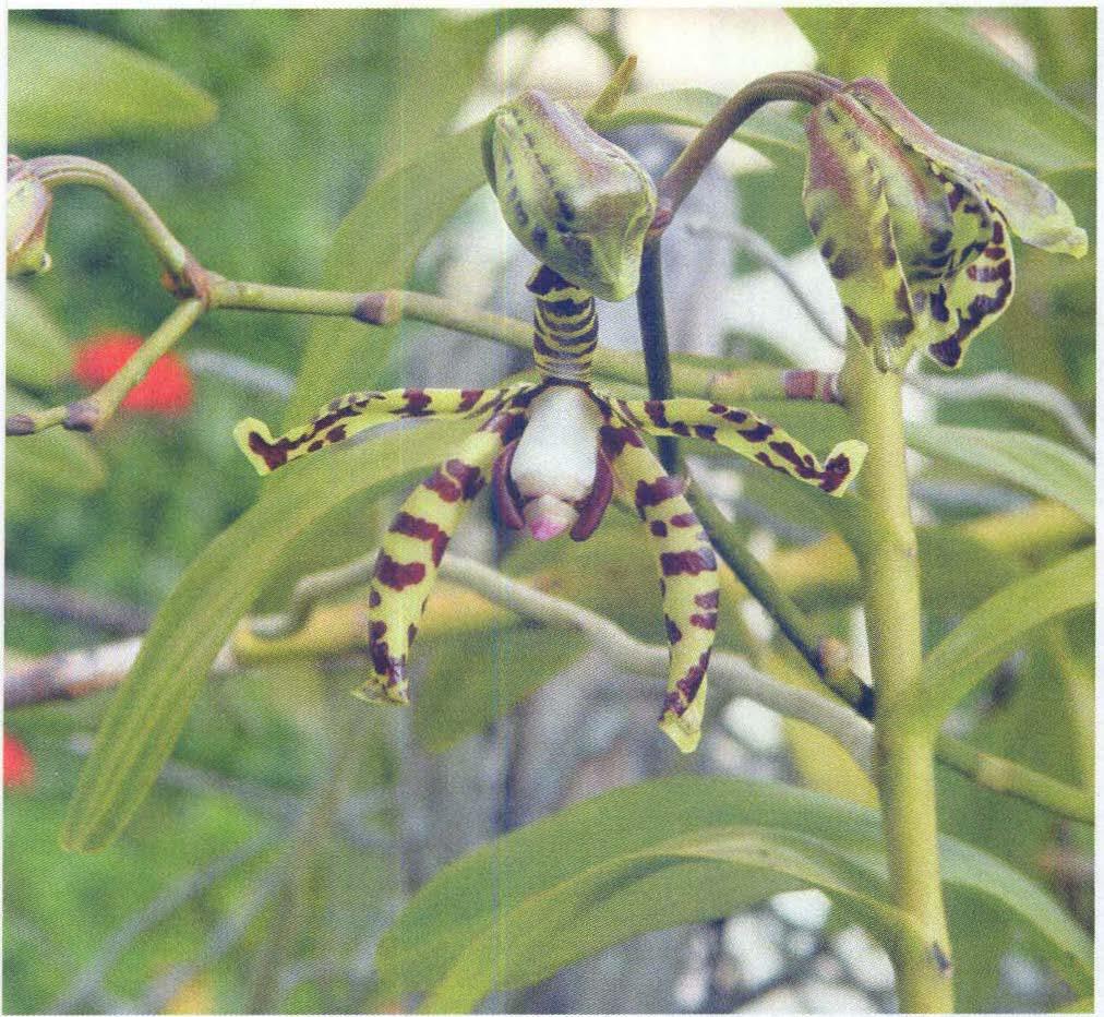 ARACHNIS FLOS-AERIS (L) RCHB.F Características generales: Orquídea de gran tamaño, monopodial y con preferencias por climas cálidos. Es trepadora, epífita y a menudo litófita.