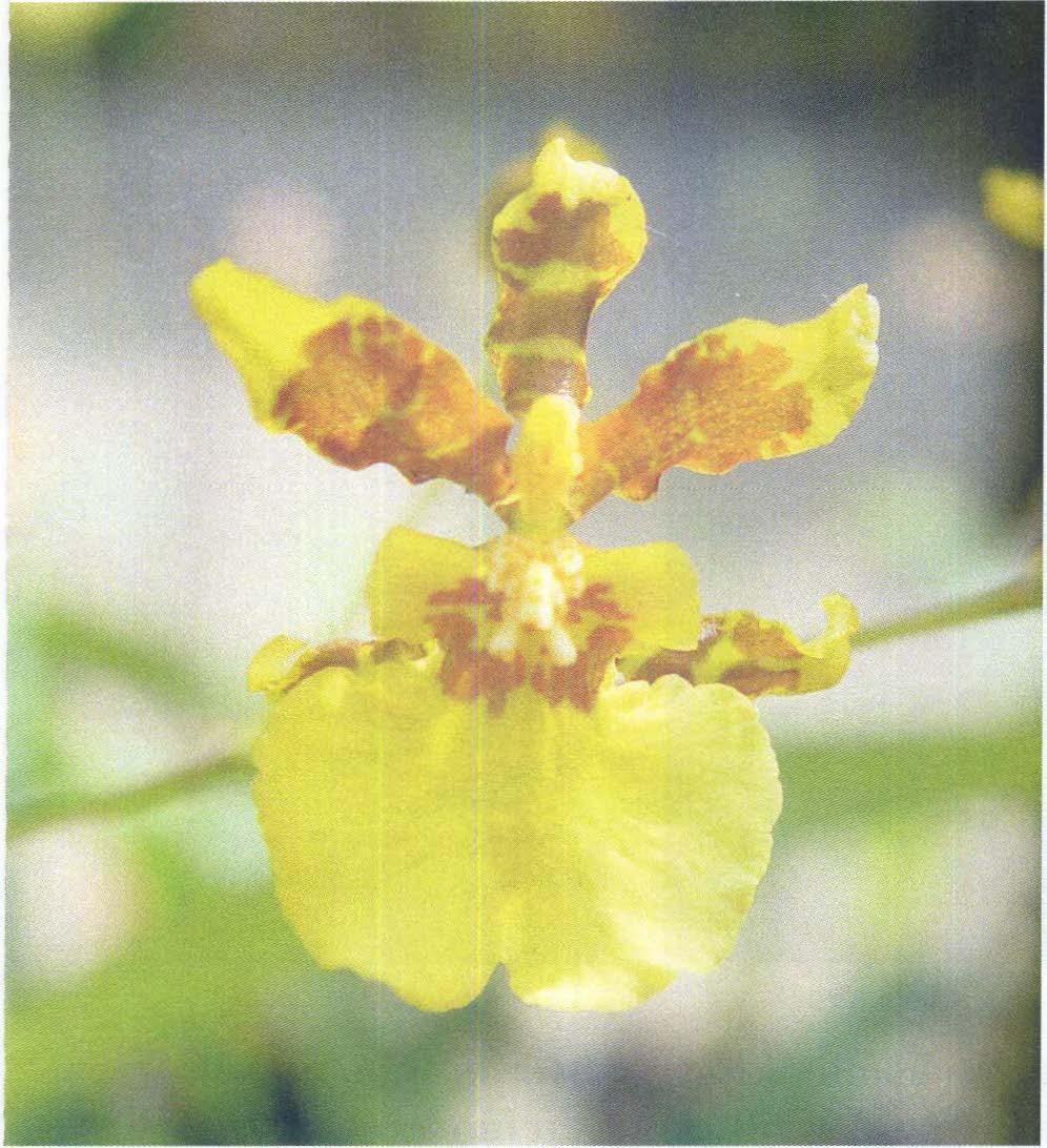 ONCIDIUM ALTISSIMUN (JACO) SW Especie epífita con pseudobulbos carnosos y lateralmente comprimidos, hojas alargadas y lanceoladas de unos 60 cm de longitud y una vara floral ramificada con 2,5 m de