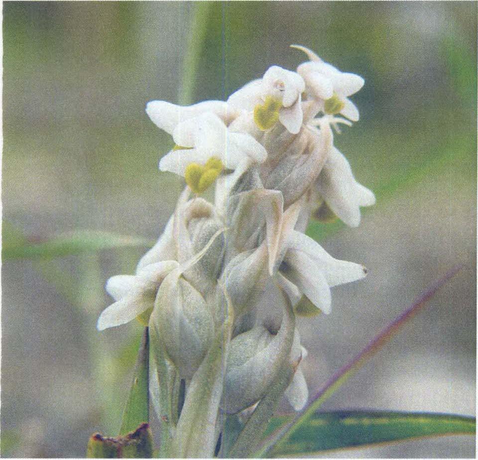 ZEUX/NE STRATEUMA TICA (L) SCHLTR Características generales: Orquídea terrestre de tamaño pequeño. Tiene un rizoma con un tallo carnoso erecto de color marrón pálido y hojas lineales agudas.