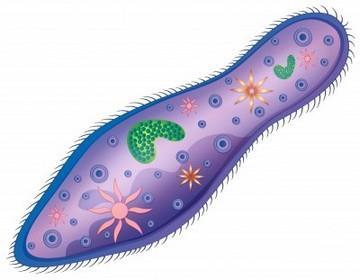 REINO PROTISTA Los seres del reino protista son individuos que tienen células eucariotas, son unicelulares y en su mayoría microscópicos. Viven en colonias.