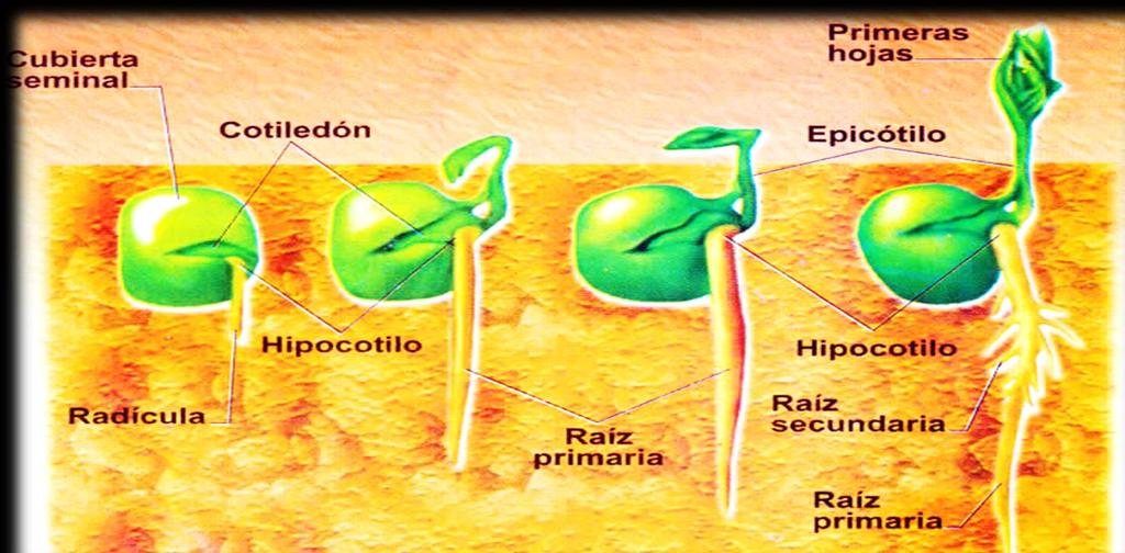 RAÍZ Es un órgano vegetativo propio de las CORMOFITAS, con una