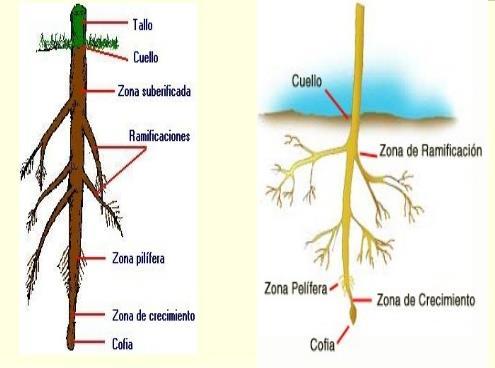 Raíz Zona Meristemática Presenta el cono vegetativo (constituído por tejido meristemático primario). Externamente presenta la cofia, la cual abre paso en el suelo para que crezca la raíz.