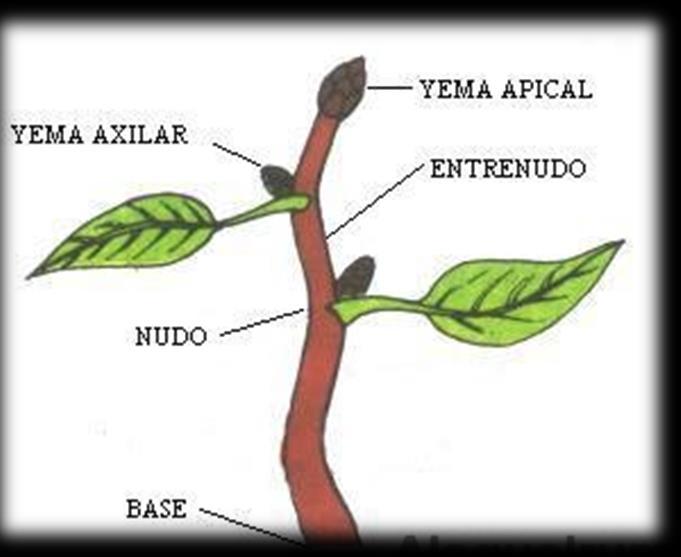 Son ovoides que se ubican en la axila de la hoja o en el vértice del tallo o ramas. Presenta tejido meristemático primario.