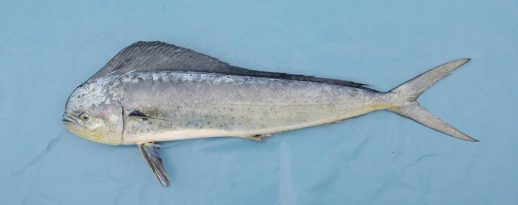 Información de la captura objetivo e incidental en la pesquería atunera con red de cerco Thunnus