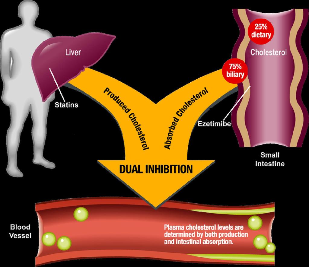Producción Endógeno de colesterol (VLDL, IDL, LDL) Absorción Intestinal de Colesterol (quilomicrones, TG,