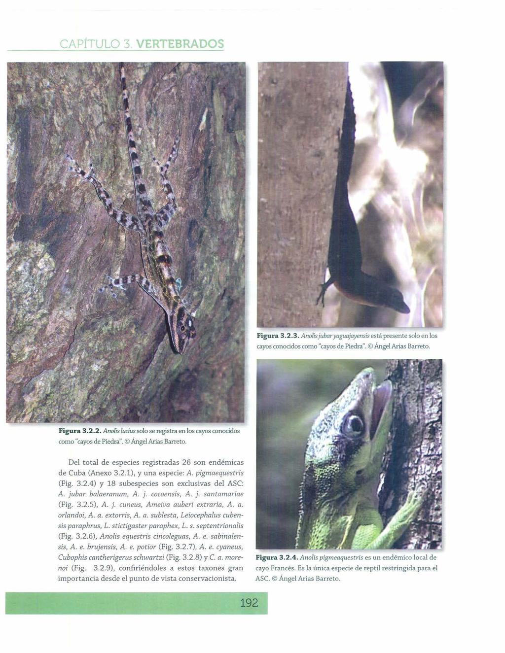 Figura 3.2.3. Anolisjubaryaguajayensis está presente solo en los cayos conocidos como "cayosde Piedra". Ángel Arias Barreta. Figura 3.2.2. Anolis ludus solo se registra en los cayos conocidos como "cayosde Piedra".