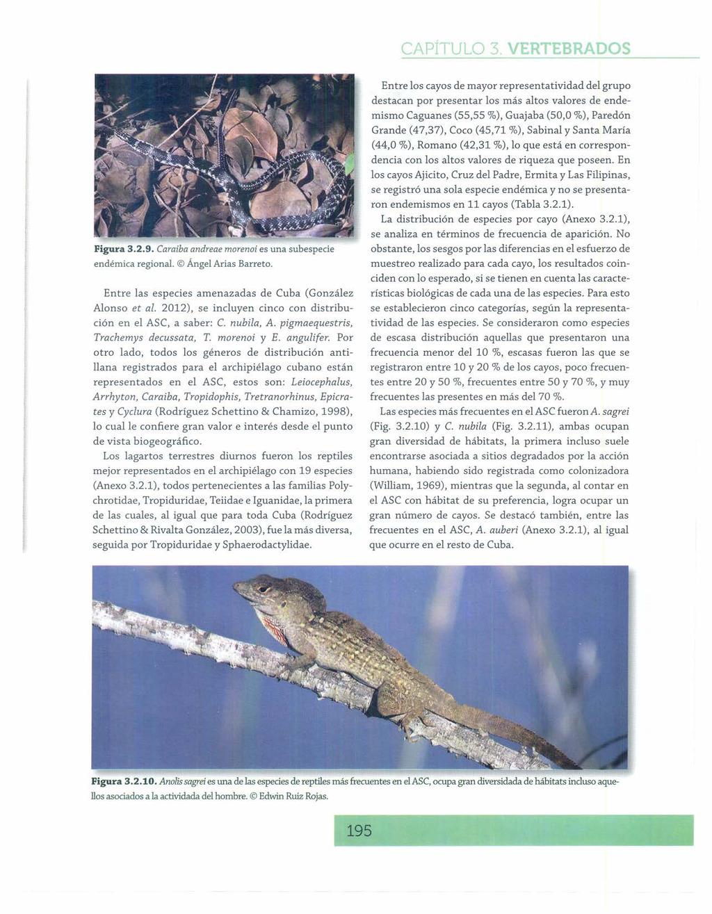 Figura 3.2.9. Caraiba andreae morenoi es una subespecie endémicaregional. ÁngelAriasBarreta. Entre las especies amenazadas de Cuba (González Alonso et al.