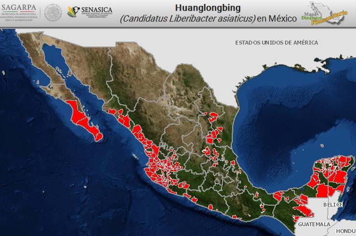 Situación fitosanitaria El HLB se ha detectado en 368 municipios de 21 entidades de México (en psilidos infectivos y plantas), de los cuales, 295 son considerados citrícolas, lo que representa el 41%