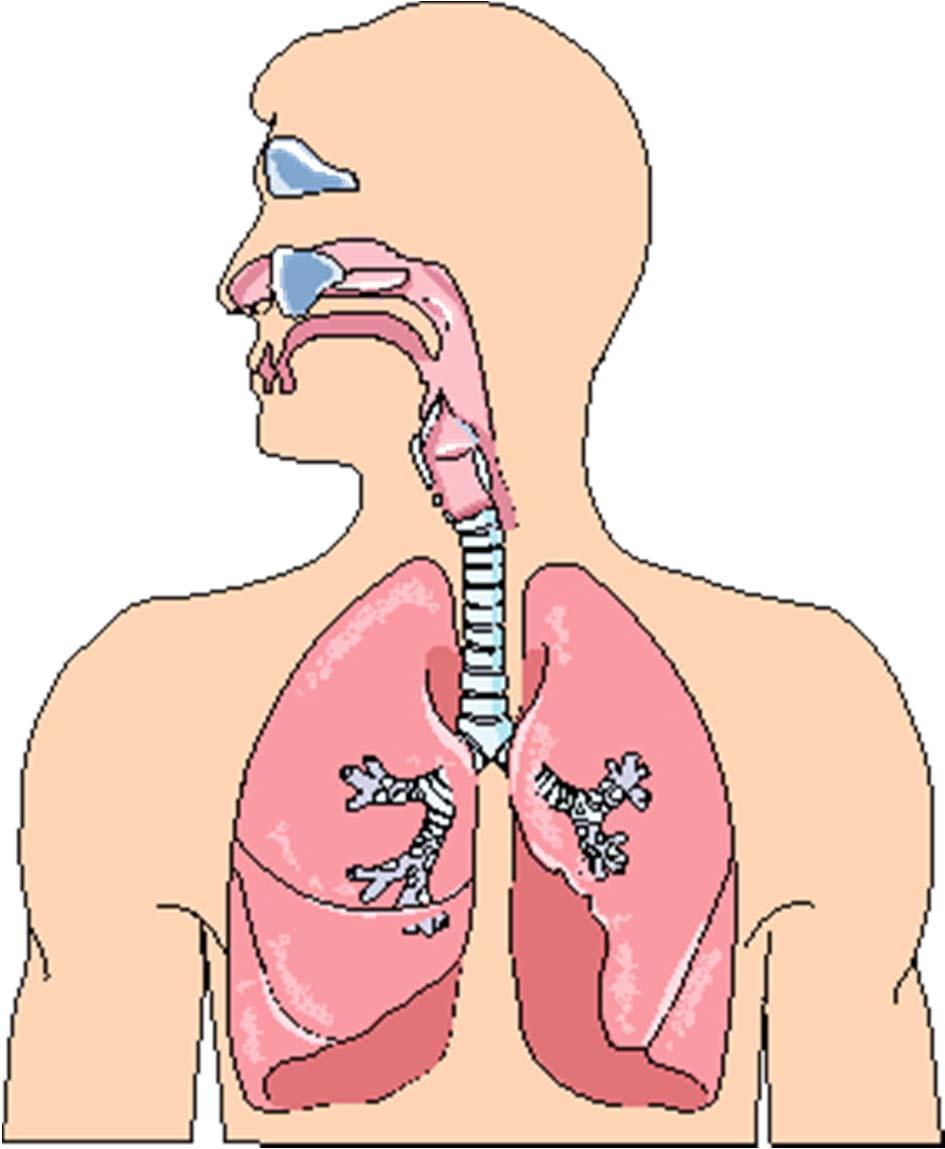 Infecciones de vías respiratorias altas. Etiología viral.