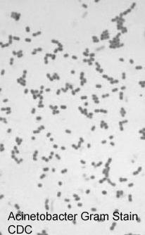 Observación microscópica: Cocobacilos gram (-) Acinetobacter Diagnóstico Microbiológico Cultivo: Se desarrolla en medios de cultivo habituales a las 18-24 horas, incubación a 37ºC, atmósfera normal