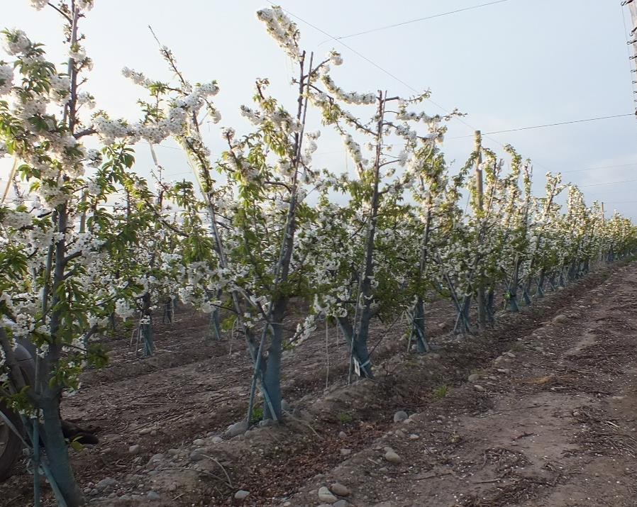 OBJETIVO Evaluar el efectodel producto XC-50 sobre la calidad de fruta de cerezos (Prunus avium) cv.
