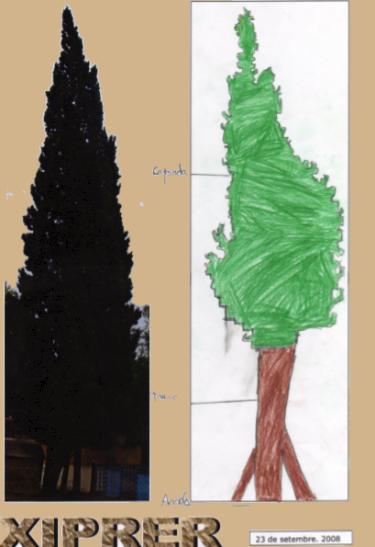 IV. Segon arbre 1. L'arbre El xiprer està al pati d'infantil, i al costat de la rampa del nostre pati: el dels grans. La silueta delxiprer es allargada i punxeguda.