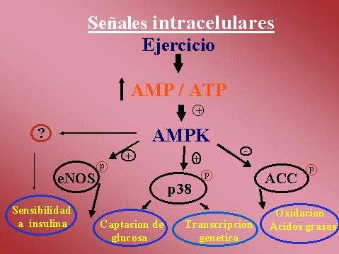a AMPK Regulador Metabólico Maestro La fosforilación mediada por la AMPK cambia a la célula de consumir ATP en forma activa (biosíntesis de ácidos grasos y colesterol) a la producción activa de ATP