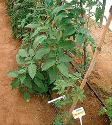 TECNOLOGÍA DE PRODUCCIÓN Patrones de tomate Resistencia variable frente al nematodo Meloidogyne Estudio realizado para paliar los daños y pérdidas que causan los nematodos en el cultivo del tomate 1