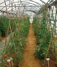 PRODUCCIÓN DE HORTALIZAS 2 Cuadro 1: Características de los patrones y de los cultivares de tomate evaluados frente a Meloidogyne javanica en un invernadero de plástico durante un ciclo de cultivo.