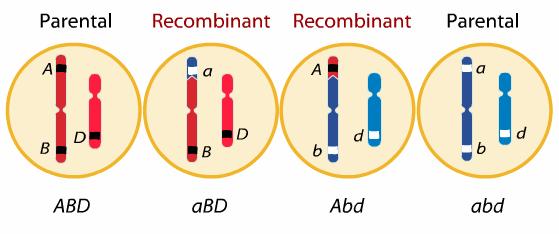 Consecuencias genéticas de la recombinación 1) La recombinación aumenta el número de combinaciones entre alelos paternos y maternos.