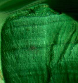 La malaquita, el lapislázuli, la turquesa o el jade, tienen este tipo de fractura.