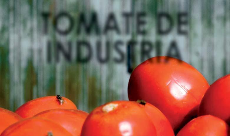 de la mayoría de productos hortícolas, el cultivo de tomate de industria se puede considerar afortunado.