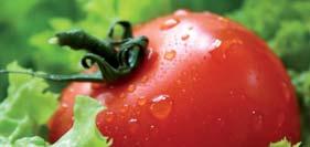 Respecto al material vegetal, cada año se van delimitando más las características de las diferentes variedades y por ello se realizan ensayos concretos para cada tipo de tomate (pelado, otros usos,