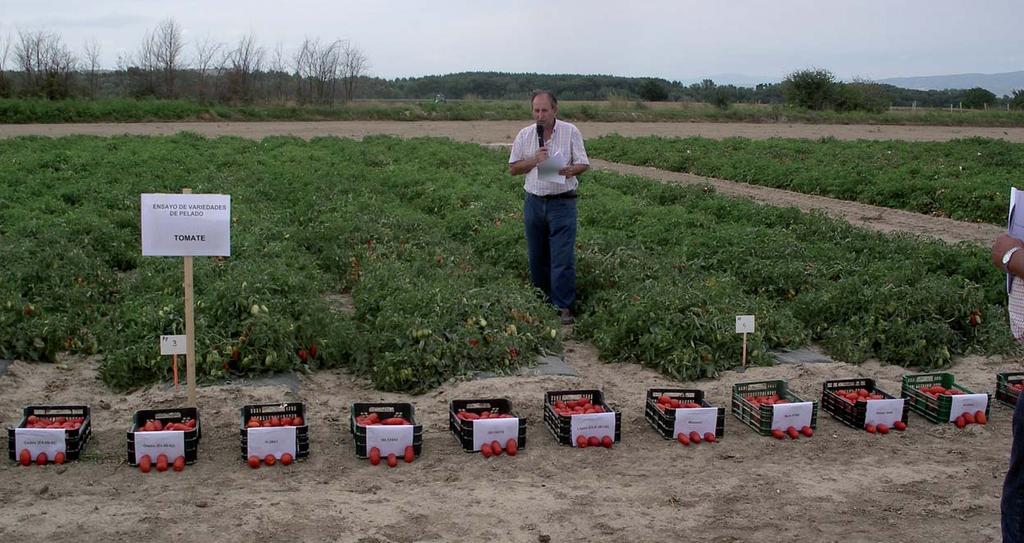 2009 tomate pelado este año de las trece variedades ensayadas cuatro eran nuevas (Auspicio, Litano, Massaro y Soldoro).