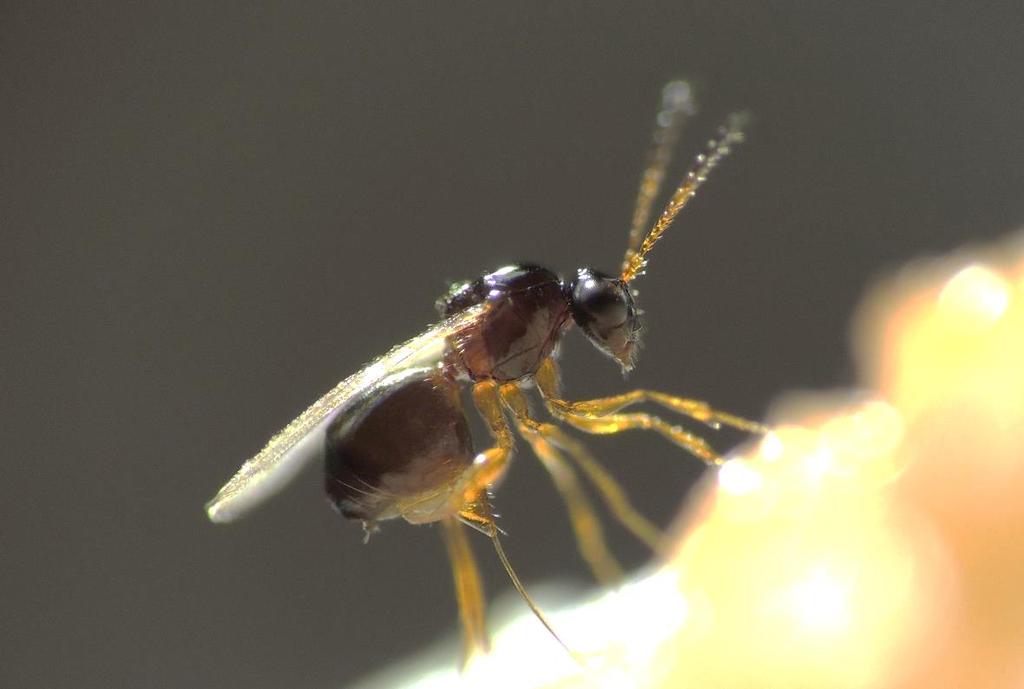 Tecnología de control biológico de Drosophila suzukii mediante el uso de