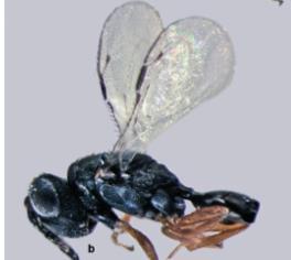 Himenóptera y Lepidóptera.