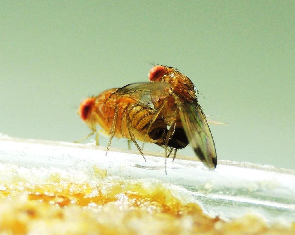 La mosca del vinagre de alas manchadas Mosca del vinagre de alas manchadas Drosophila suzukii (Matsumura) (Diptera: Drosophilidae) Daño desde fruta