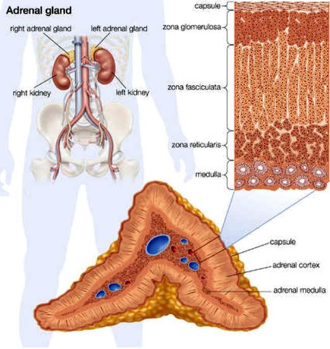 Glándula adrenal GLANDUL A ADRENAL corteza zona