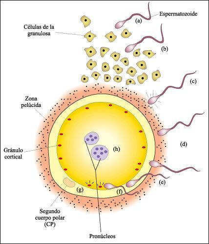 a) Capacitación. b) Pasaje a través de las células de la granulosa que rodean el ovocito. c) Unión del espermatozoide a la zona pelúcida.