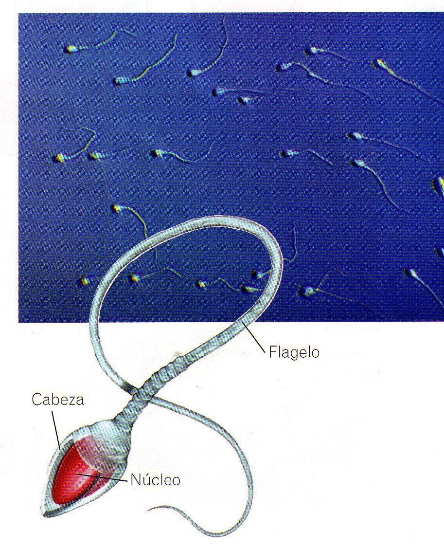 EL APARATO REPRODUCTOR Y LOS GAMETOS MASCULINOS Los espermatozoides se producen