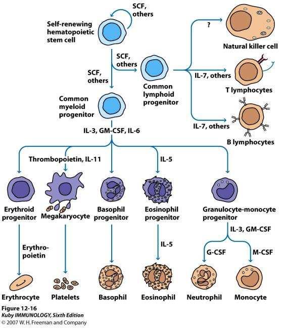 marrow progenitors Macrophage colony stimulating factor (M- CSF) promotes growth and