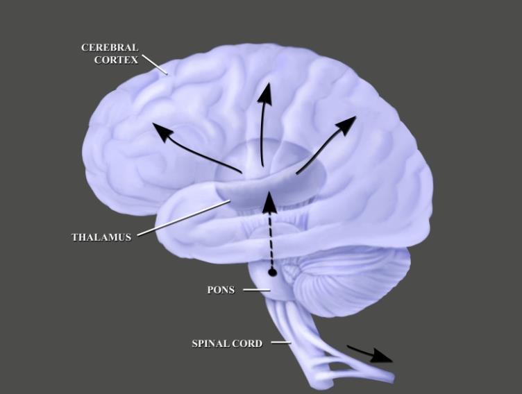 Algunas definiciones Tálamo Masas ovaladas que se encuentran localizadas a cada lada del tercer ventrículo, compuestas principalmente por materia gris (neuronas!!!).