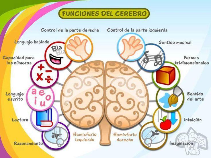 6 cerebro incorpora a la estructura del cerebro Primitivo la capacidad de aprender y memorizar.